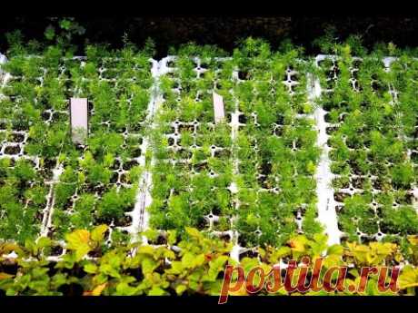 Садовые бирки, маркеры для растений (Garden plant markers)