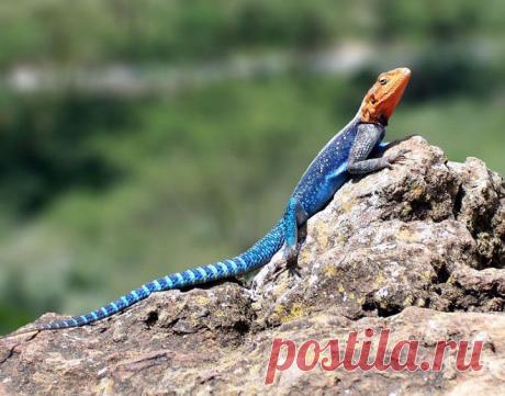 Неправда о животных