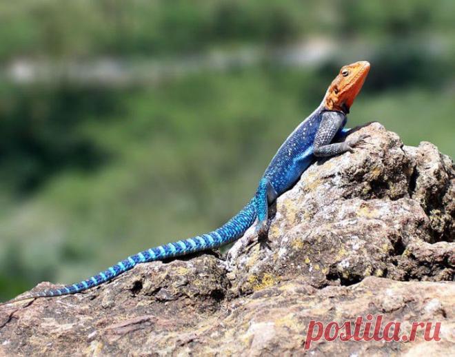 Неправда о животных