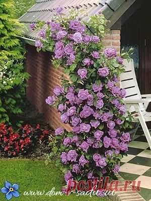 (577) Pinterest
