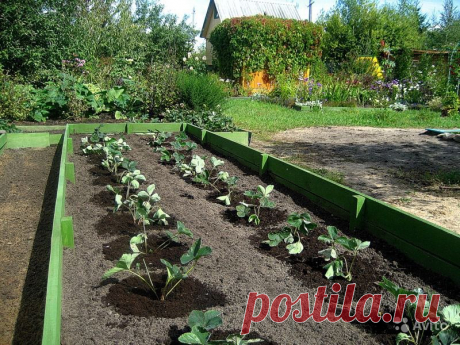 Способы размещения кустов земляники — 6 соток