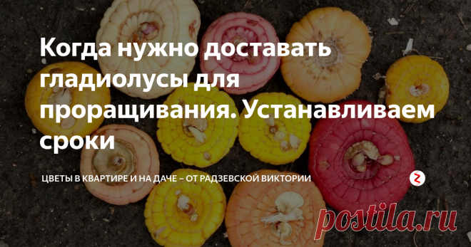 Когда нужно доставать гладиолусы для проращивания. Устанавливаем сроки Гладиолусы очень красивые  и яркие цветы. Чтобы они вовремя и долго радовали своими прекрасными цветами весной клубнелуковицы необходимо проращивать. Поэтому давайте установим сроки, когда нужно доставать гладиолусы для проращивания.