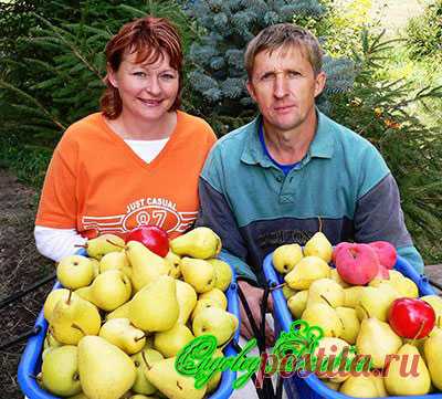 Купить грушу. Сорта груш для Оренбурга.