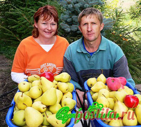 Купить грушу. Сорта груш для Оренбурга.