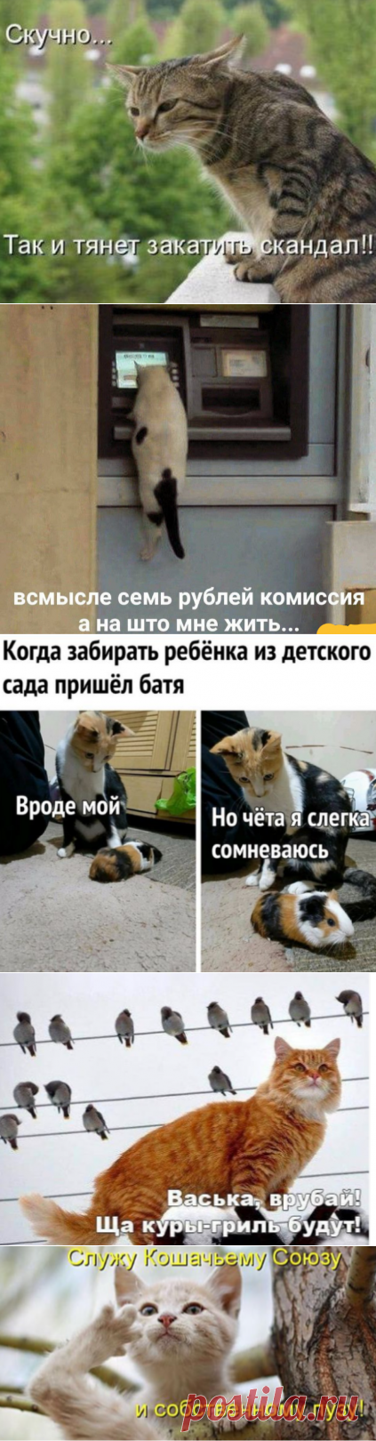 Смешные мемы с котами 4 часть. | ЮМОРИСТИЧЕСКИЕ МЕМЫ | Яндекс Дзен