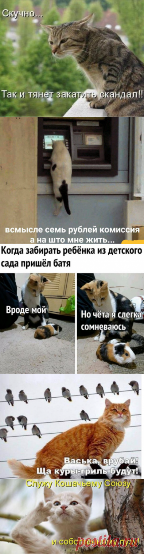 Смешные мемы с котами 4 часть. | ЮМОРИСТИЧЕСКИЕ МЕМЫ | Яндекс Дзен
