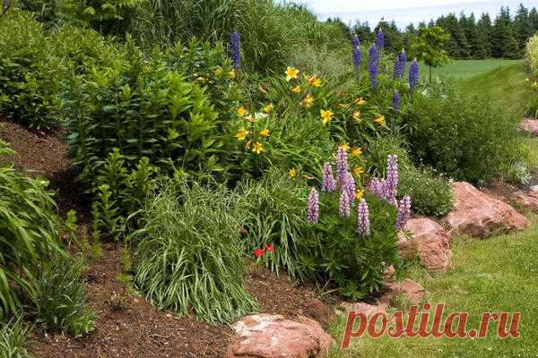 И осенью сады цветут: какие растения зацветают повторно
