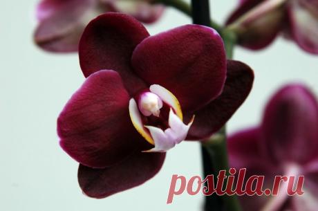Выращивание орхидеи Фаленопсис в домашних условиях: как ухаживать, как поливать, как выглядят семена, как нарастить корни, как разделить, подкормка