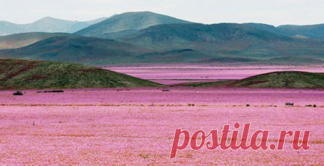 В самой сухой пустыне на Земле распустились розовые цветы (фото) : Новости УНИАН