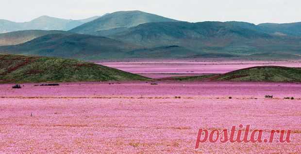 В самой сухой пустыне на Земле распустились розовые цветы (фото) : Новости УНИАН