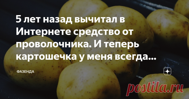 5 лет назад вычитал в Интернете средство от проволочника. И теперь картошечка у меня всегда красивая и вкусная! Здравствуйте дорогие дачники и огородники! Хочу рассказать о том, как я избавился от проволочника и других болячек на клубнях своего картофеля.
В 2014 году при уборке урожая обнаружил много клубней сплошь в дырочках, будто лишаи или ожоги, а у некоторых кожура была вся усыпана черными точками, как будто черная земля пристала.