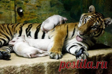Мамы, которым в роддоме подменили детей
