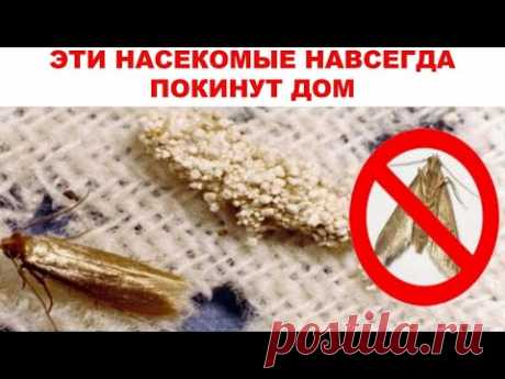Просто добавь КОФЕ и ПЕРЕЦ и никакие МОШКИ больше не побеспокоят