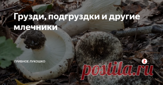 Грузди, подгруздки и другие млечники Грузди и млечники на Кубани, пожалуй, самый урожайным и многочисленный гриб. Да к тому же безопасный: среди млечников нет ядовитых!
Обычно все млечники идут в засол. Я еще их квашу. Отдельно стоят два вида млечников: молочай*, который можно даже сырым есть, и рыжики - про них будет отдельная статья.
К сожалению у нас не растет настоящий мокрый груздь, ему нужна береза, которой у нас в лесах нет :(