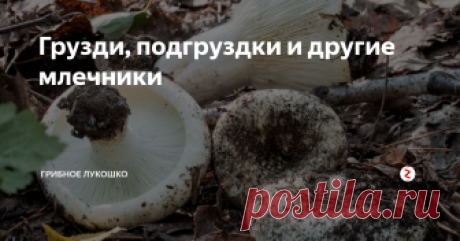 Грузди, подгруздки и другие млечники Грузди и млечники на Кубани, пожалуй, самый урожайным и многочисленный гриб. Да к тому же безопасный: среди млечников нет ядовитых!
Обычно все млечники идут в засол. Я еще их квашу. Отдельно стоят два вида млечников: молочай*, который можно даже сырым есть, и рыжики - про них будет отдельная статья.
К сожалению у нас не растет настоящий мокрый груздь, ему нужна береза, которой у нас в лесах нет :(