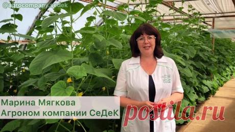 🥒ПРОСТЫЕ... | Интересный контент в группе Урожайная грядка. Группа для огородников 🥒ПРОСТЫЕ ПРАВИЛА ФОРМИРОВАНИЯ ОГУРЦА

‼Посмотрев это видео, вы сможете обеспечить себя богатым урожаем огурца, ведь растение будет плодоносить более... | Вступай в группу Урожайная грядка. Группа для огородников в Одноклассниках
