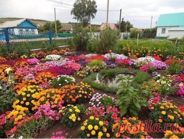 12 ЛУЧШИХ МНОГОЛЕТНИКОВ