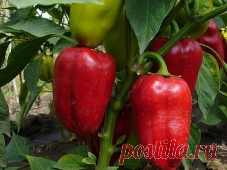 ИТАК, ВОТ ЧТО НУЖНО ДЕЛАТЬ, ЧТОБЫ ПЕРЦЫ НЕ ПОДКАЧАЛИ И ДАЛИ ОГРОМНЫЙ УРОЖАЙ!
1. Выращивать перцы нужно только через рассаду и в теплице, только так растения будут крепкие и здоровые.
2. Чтобы рассада развивалась мощной, надо удалять у нее все листья ниже развилки стебля.
3. В возрасте 2 месяцев рассаду нужно пересадить в теплицу. Кустики следует перевалить из стаканчиков вместе с комом земли и обязательно проследить, чтобы корневая шейка не была заглублена в почву, иначе р...