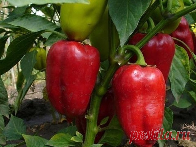 ИТАК, ВОТ ЧТО НУЖНО ДЕЛАТЬ, ЧТОБЫ ПЕРЦЫ НЕ ПОДКАЧАЛИ И ДАЛИ ОГРОМНЫЙ УРОЖАЙ!
1. Выращивать перцы нужно только через рассаду и в теплице, только так растения будут крепкие и здоровые.
2. Чтобы рассада развивалась мощной, надо удалять у нее все листья ниже развилки стебля.
3. В возрасте 2 месяцев рассаду нужно пересадить в теплицу. Кустики следует перевалить из стаканчиков вместе с комом земли и обязательно проследить, чтобы корневая шейка не была заглублена в почву, иначе р...