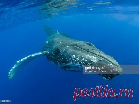 Hawaii Maui Closeup Of Humpback Whale Near The Oceans Surface Stock Photo | Getty Images