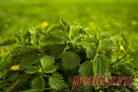 11 июля Крапивный день. Чего нельзя делать в этот день по народным приметам. | Мудрость Веков | Яндекс Дзен