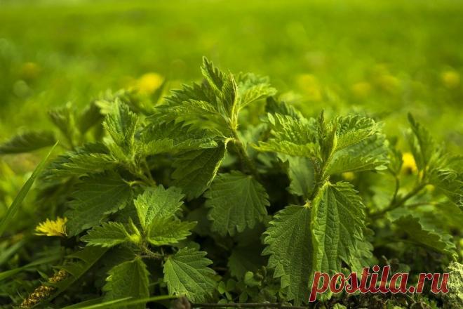 11 июля Крапивный день. Чего нельзя делать в этот день по народным приметам. | Мудрость Веков | Яндекс Дзен