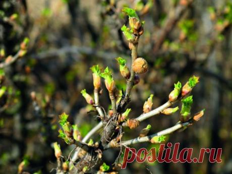 Меры борьбы с почковым клещом на смородине