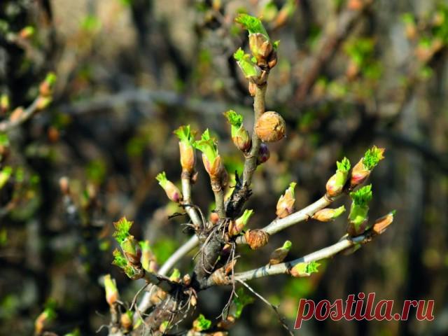 Меры борьбы с почковым клещом на смородине