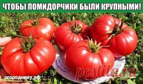 ЧТОБЫ ПОМИДОРЧИКИ БЫЛИ КРУПНЫМИ!
Чтобы любимые помидоры были крупными и созревали быстрее, приготовим для них полезные напитки: 
- в 10 литров добавим 3-4 капли йода. Поливать томатные кустики следует под корень один раз в неделю в объеме 1,5-2 литра под каждое растение; 
- заполните бочку объемом 200 л крапивой и листиками одуванчиков примерно на 1/3. 
Добавьте в смесь ведро навоза, залейте водой. Для ускорения брожения накройте бочку пленкой. Примерно через 10 дней удобрение будет готово. П