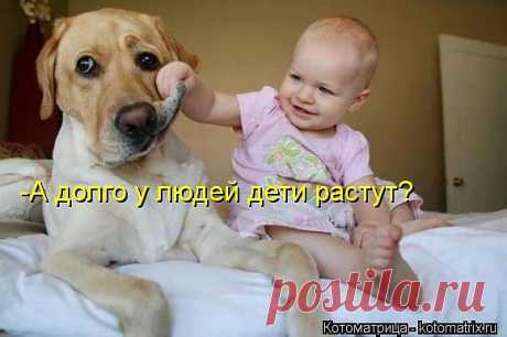 Добрая собачка.