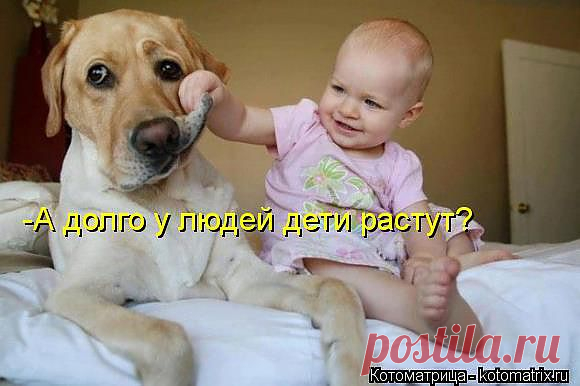 Добрая собачка.