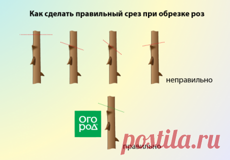 Как правильно обрезать многолетники на зиму – все тонкостям осенней обрезки