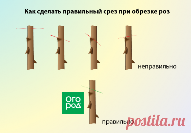 Как правильно обрезать многолетники на зиму – все тонкости осенней обрезки