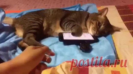 Не трогай мой телефон! Не трогай мой телефон! Жду смс от Мурки!