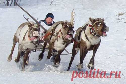 Северный Шумахер!