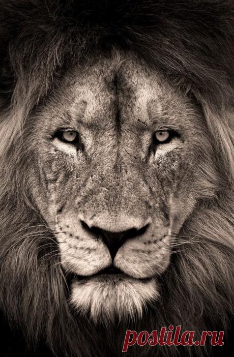 Животные - это шумиха