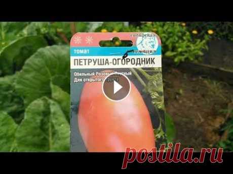 Томаты Всем привет! Наконец то я увидела томаты Петруша огородник и Монгольский карлик, как растут в открытом грунте. Не смотря на дожди и холода они цветут ...