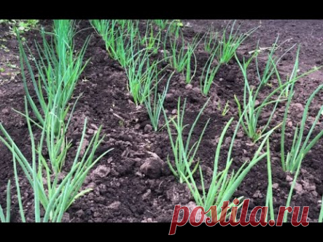 Луковая муха - избавляемся быстро и навсегда!