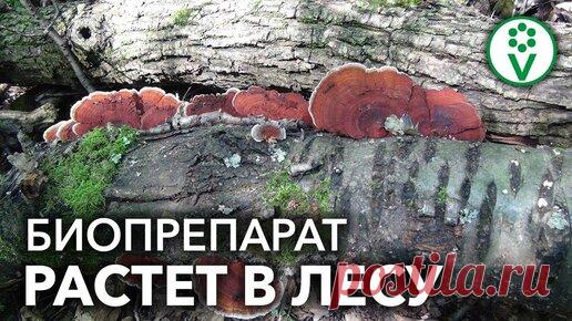 Не покупайте триходерму! Дорогой биопрепарат, который можно собрать в лесу! | Procvetok | Дзен