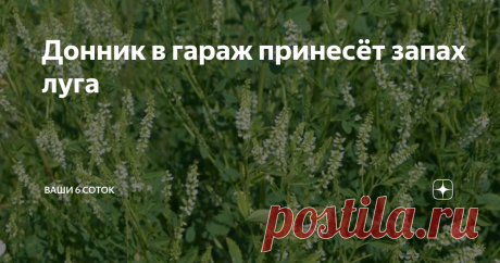 Донник в гараж принесёт запах луга Практически во всех зонах России встречается это удивительное растение, которое почему-то иногда считают сорняком. Зола донника – прекрасное удобрение, в ее состав входит 30 элементов питания растений: фосфор, калий, кальций, полный набор микроэлементов.
Чем полезен донник?
В фазе бутонизации дает ценное сено, богатое белками и зольными элементами. Пригоден на корм всем видам скота и птицы.