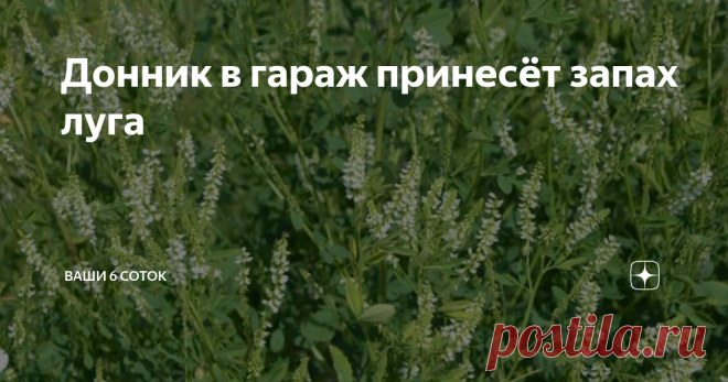 Донник в гараж принесёт запах луга Практически во всех зонах России встречается это удивительное растение, которое почему-то иногда считают сорняком. Зола донника – прекрасное удобрение, в ее состав входит 30 элементов питания растений: фосфор, калий, кальций, полный набор микроэлементов.
Чем полезен донник?
В фазе бутонизации дает ценное сено, богатое белками и зольными элементами. Пригоден на корм всем видам скота и птицы.