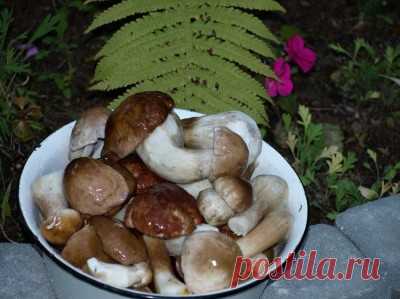 Грибы маринованные, самые вкусные! : Грибы