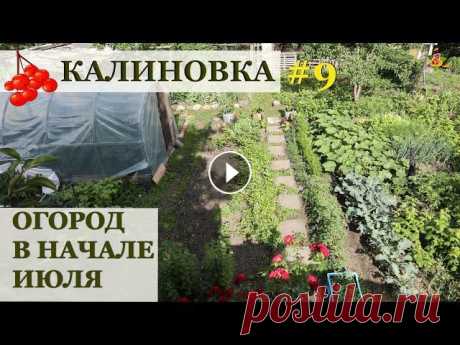 Мой огород в начале июля / Калиновка Отчет по огородным делам на начало июля. Дело происходит в Калиновке - моем новом втором участке, где я выращиваю практически только овощи. Огород в н...