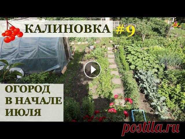 Мой огород в начале июля / Калиновка Отчет по огородным делам на начало июля. Дело происходит в Калиновке - моем новом втором участке, где я выращиваю практически только овощи. Огород в н...