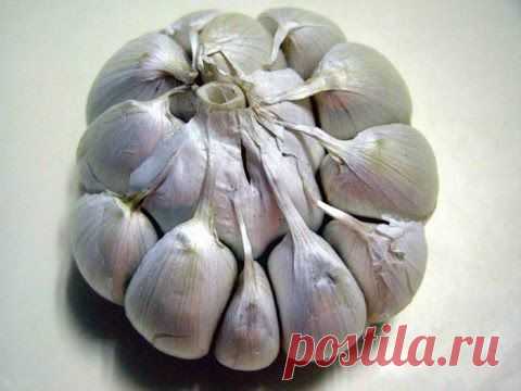 Чеснок супер ведро с одного метра квадратного / Чеснок урожай огромный - YouTube