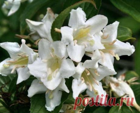 Вейгела.Малиново-зеленое согласье....