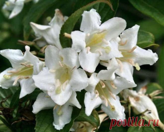 Вейгела.Малиново-зеленое согласье....