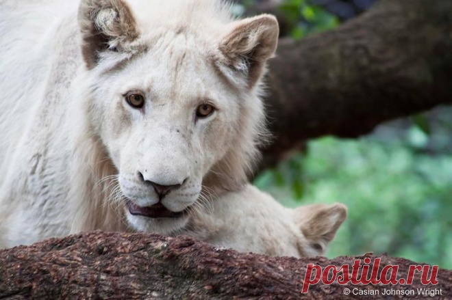 Белый лев – легенда африканских племен