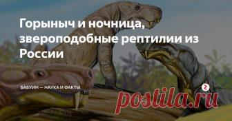 Горыныч и ночница, звероподобные рептилии  из России Повороты эволюции на пути к млекопитающим
Сегодня речь пойдёт о наших дальних родственниках из отряда терапсид или звероподобных рептилий класса синапсид. Их клада териодонтов включает три подотряда: тероцефалов, горгонопсов и цинодонтов. А последние являются предками млекопитающих. Но сегодня есть повод поговорить о тероцефалах и горгонопсах, потому как 3 типовых вида, из Кировской области России