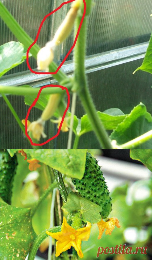 Типичные проблемы выращивания огурцов